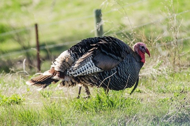 Hunting Prospects Favorable this Spring in Areas with Historically Strong Turkey Populations